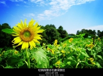 7ʯտ޲