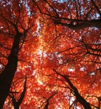 秋季旅游好去处　京郊哪里赏红叶