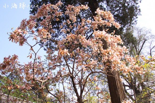 【小海豚】先有潭柘寺，后有北京城-记我的清明小游~