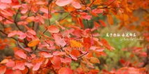 秋季旅游指南　北京赏红叶好去处（2）