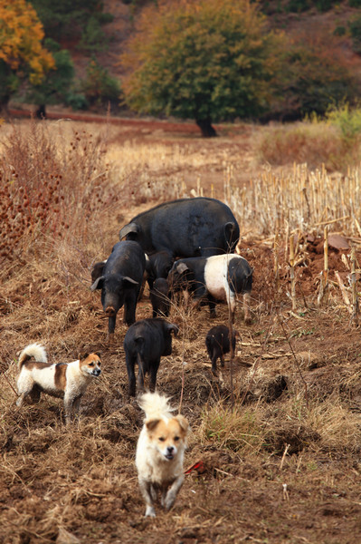 2013冬奔赴丽江泸沽湖，感受别样的生活
