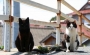 日本猫岛 萌化人心的喵星人天堂