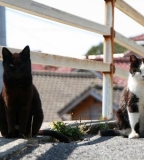 日本猫岛 萌化人心的喵星人天堂