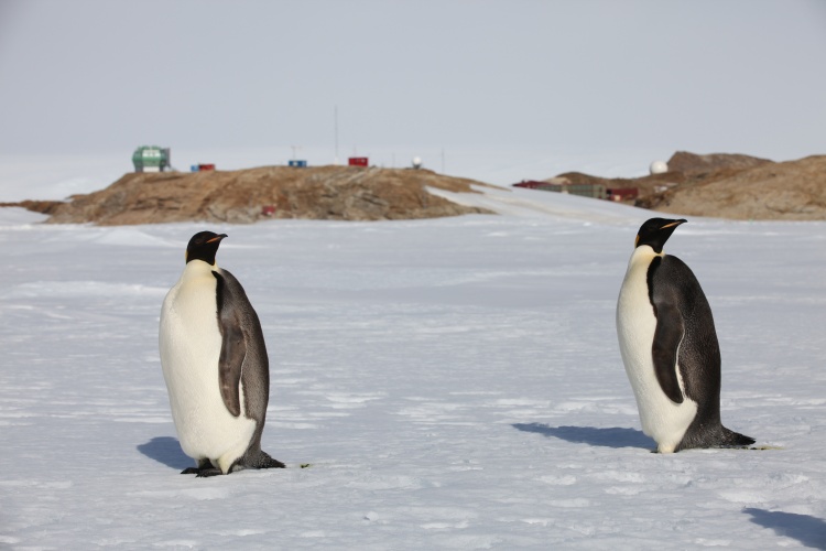 神奇之旅 一起去梦幻大陆南极看企鹅