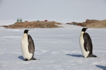 神奇之旅 一起去梦幻大陆南极看企鹅