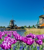 出境游推荐　阿姆斯特丹旅游行程