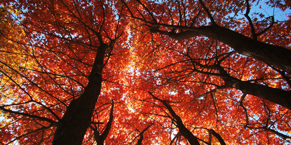 秋季旅游好去处　京郊哪里赏红叶