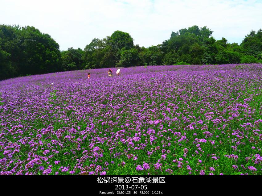 7月石象湖——当向日葵恋上马鞭草