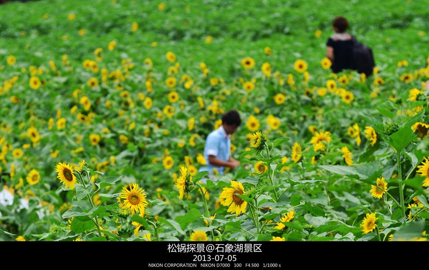 7月石象湖——当向日葵恋上马鞭草